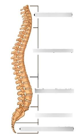 spinal column diagram quizlet