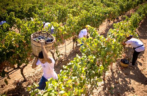 Coldiretti terminata la vendemmia più scarsa dal dopoguerra 26 di