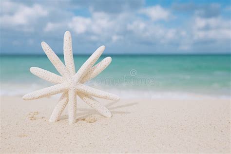 White Starfish On White Sand Beach With Ocean Sky And Seascape Stock