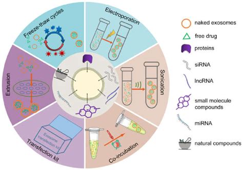 Post Secretory Loading Methods Of Exosomes Drug Encapsulation