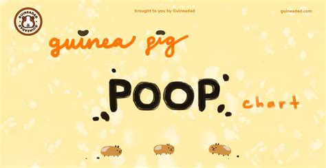 Guinea Pig Poop Chart 2022 | GuineaDad