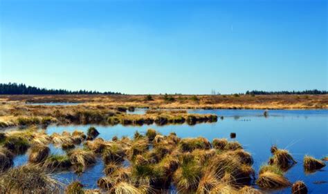 Free Images Landscape Sea Tree Grass Marsh Swamp Wilderness