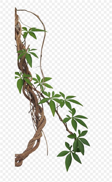 Vine Liana Tropical Rainforest Stock Photography Jungle Png