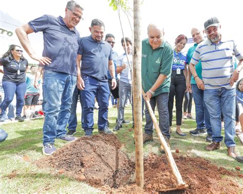 Programa De Arboriza O Vai Plantar Mil Mudas Nativas No Df Em