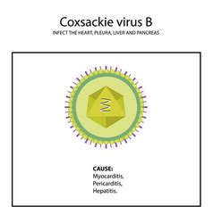 Types of enterovirus coxsackie virus a b polio Vector Image