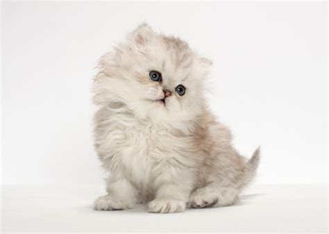 The 11 Cutest Kitten Photos We Ve Ever Seen Vetstreet Vetstreet