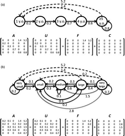 Life Cycle Of Two Idealized Plant Populations Based On Age A And Size