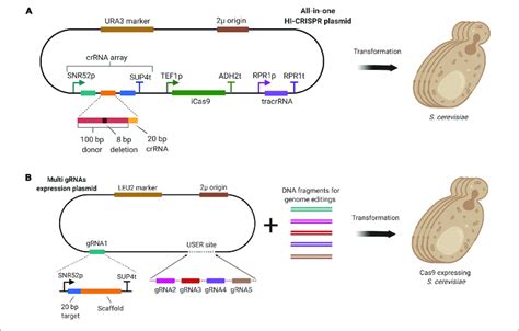 A Hi Crispr System Which Utilized A Single All In One Vector To