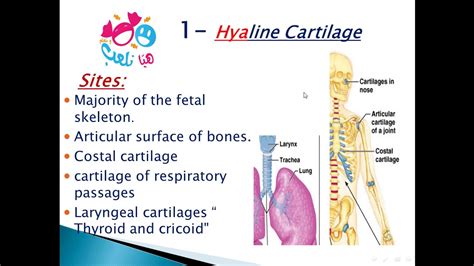 Hyaline Cartilage Location