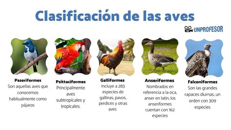 Descubre La Fascinante Clasificaci N De Las Aves En Pocos Pasos Cfn