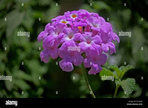 Lantana Montevidensis Trailing Lantana Stock Photo Alamy