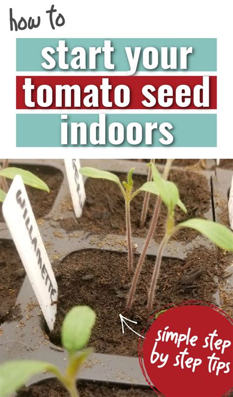 Seed Starting 101 Planting Tomato Seeds Indoors Tomato Seeds Seed