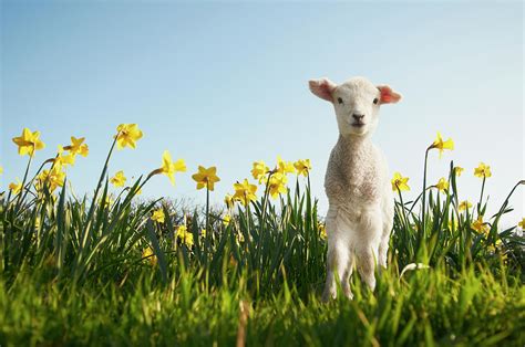 Lamb Walking In Field Of Flowers Photograph By Peter Mason Fine Art