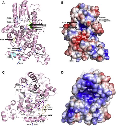 Structures Of Drosophila Cryptochrome And Mouse Cryptochrome Provide