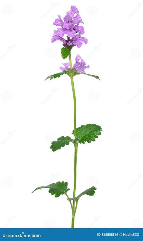 Flor Do Tuberosa De Phlomis Do Tuberosa De Phlomoides Foto De Stock