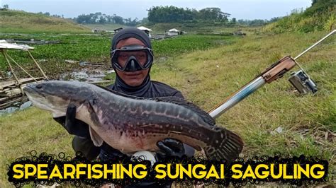 Nembak Ikan Toman Spearfishing Sungai Saguling YouTube