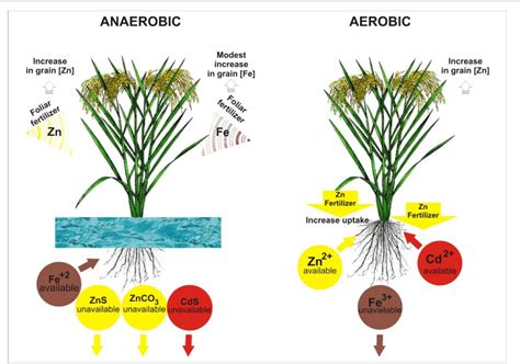 Figure 1 From Enriching Rice With Zn And Fe While Minimizing Cd Risk Semantic Scholar