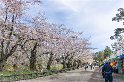 【園内各所で花吹雪・花筏】弘前公園 園内の桜の様子（2023年4月19日） 弘前さくらまつり Hirosaki Cherry