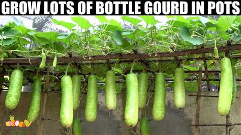 How To Grow Bottle Gourd A Comprehensive Guide November 2023 Qvwebservices Co Uk