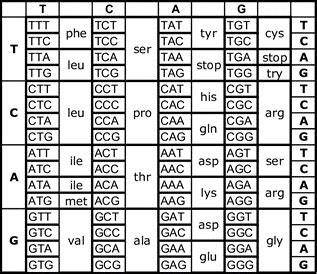 Solved A Gene Codes For The Following Amino Acid Chegg