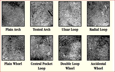 Forensic Science Fingerprints Worksheet