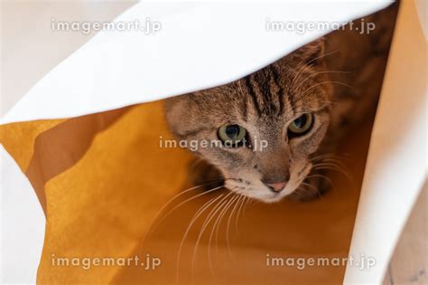 紙袋に入った猫 サバトラ猫の写真素材 [247613648] イメージマート