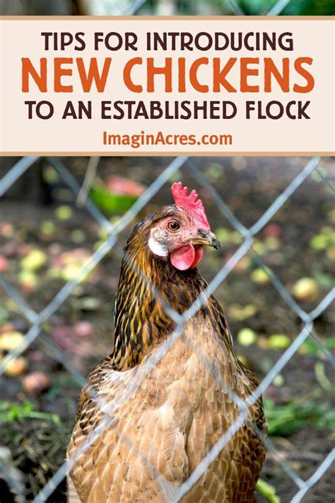 5 Tips For Introducing New Chickens To The Flock Artofit