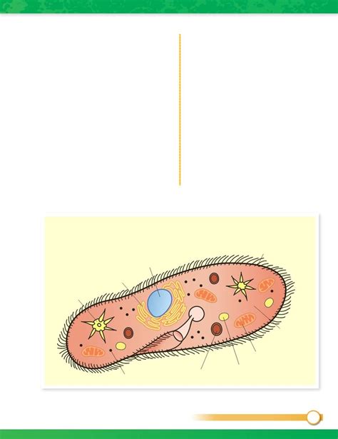 Protist Cell Structure Diagram Quizlet