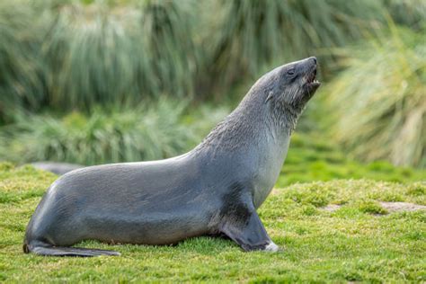 430 Seal Animal Sea Dog Nature Stock Photos Pictures And Royalty Free