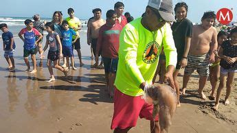 Salvavidas Retira Medusa De Playa Miramar Estaba Nadando En La Orilla