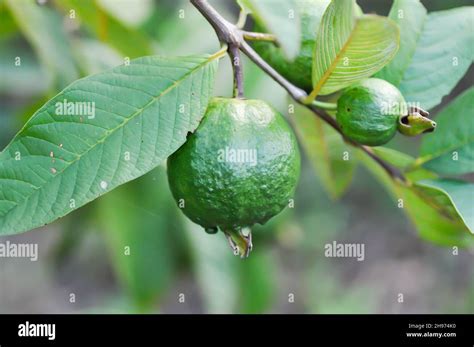 Árbol De Guayaba Myrtaceae O árbol De Linn De Psidium Guajava