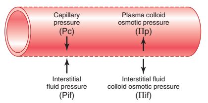 Osmotic Pressure And Hydrostatic Pressure