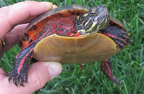 Painted Turtle Facts And Pictures