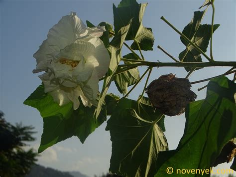 Image Collection Of Wild Vascular Plants Hibiscus Mutabilis