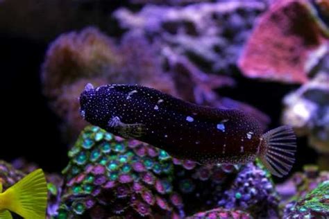 Starry Blenny aquarium care guide--Saltwater Aquarium Blog