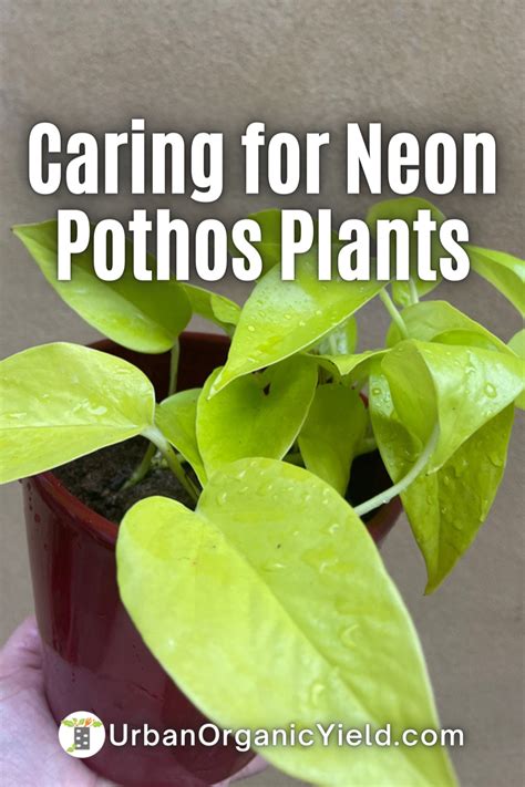 How To Keep Your Neon Pothos Plant Looking Healthy Chartreuse