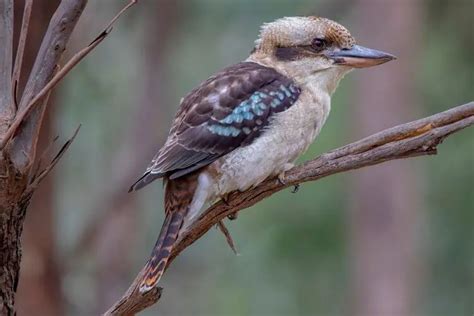 Exploring Kingfishers Anatomy Behaviors Species Nature Roamer