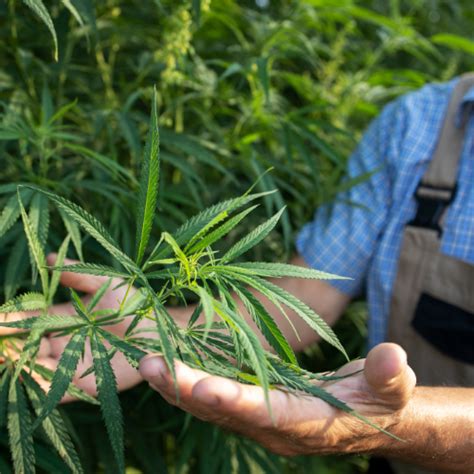 Harnessing Hemp Top 5 Trends In The Industrial Hemp Agriculture Sales