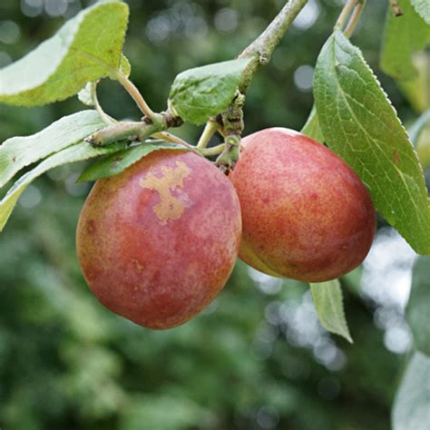 Prunier Victoria Prunus Domestica Productif Gros Fruits Rouge Violet