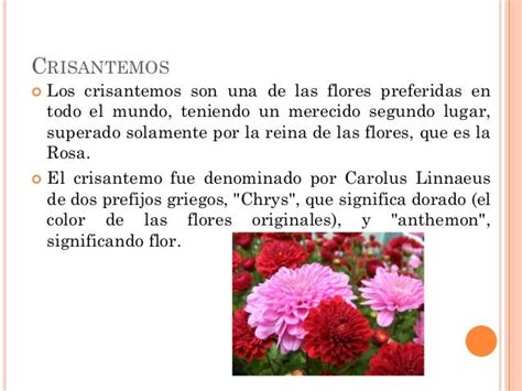 Flores Y Sus Caracteristicas