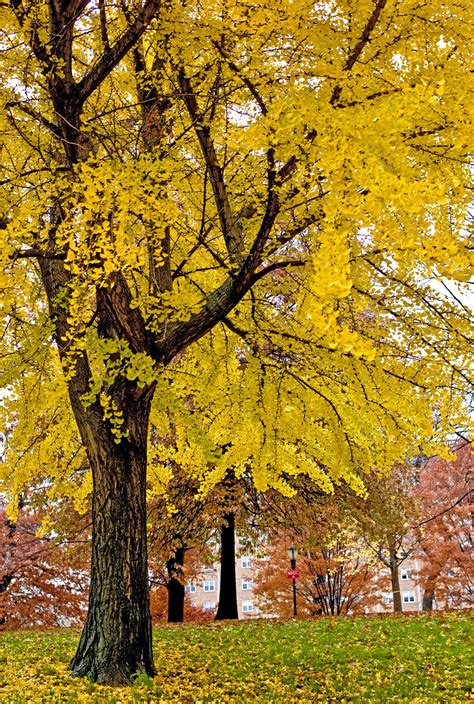 The Female Ginkgo Trees Acrid Smell Of Success The New York Times