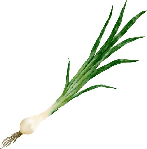 Spring Onion Vegetable