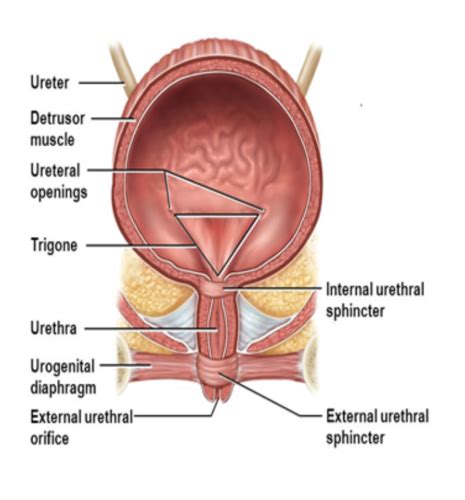 Viscera Of Pelvis Clinical Anatomy Exam Flashcards Quizlet