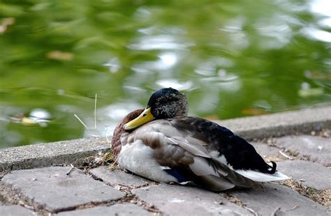 Ente Stockente Erpel Kostenloses Foto Auf Pixabay Pixabay