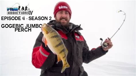 Giant Lake Gogebic Jumbo Perch FA TV Season 2 Ep 4 YouTube