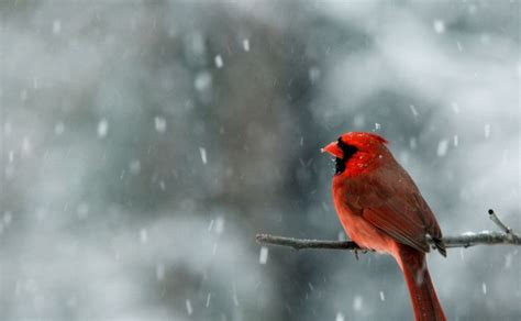 Widescreen Winter Bird Wallpaper - WallpaperSafari