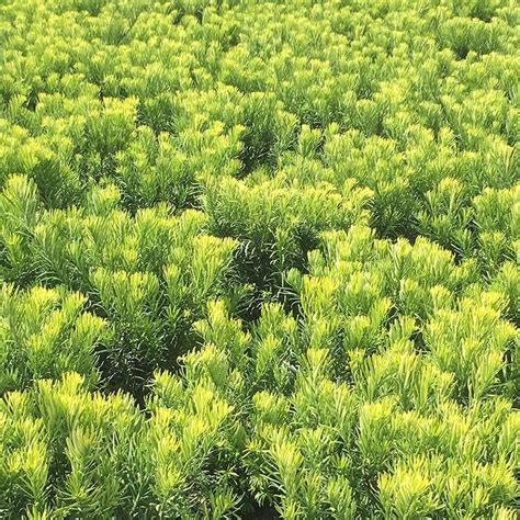 Yewtopia® Japanese Plum Yew Sooner Plant Farm