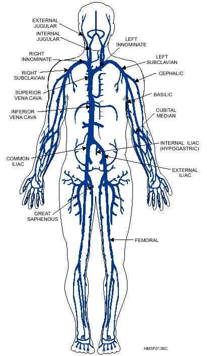 Three Principal Venous Systems