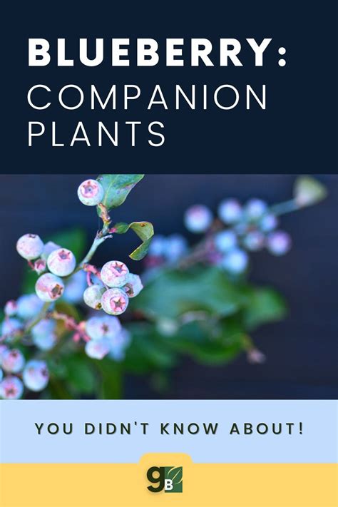 The Best Companion Plants For Blueberries And Which Ones To Avoid