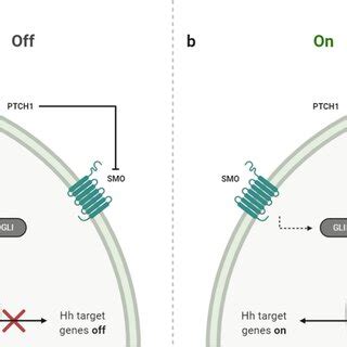 Hif Signaling Pathway Under Hypoxic Conditions The Decrease In Oxygen